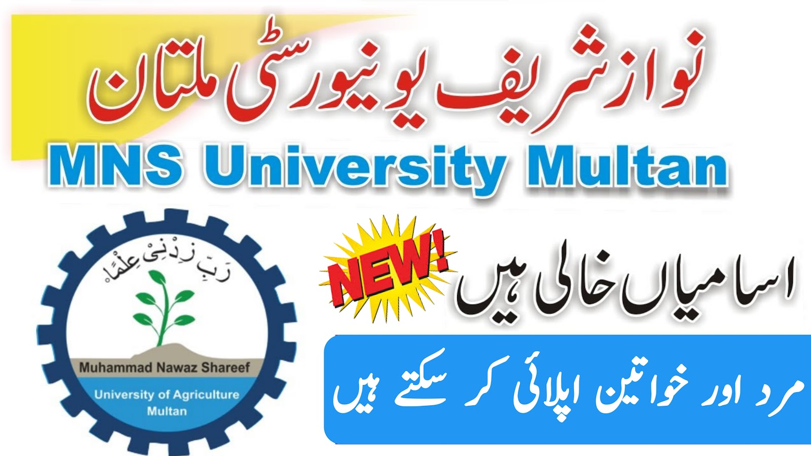 MNS University of Agriculture Jobs 2024
